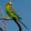 Ktoré vetvy stromu možno dať papagájom